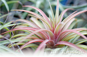 Tillandsia X Victoria