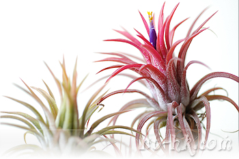 Ionantha Fuego