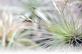 Filifolia
