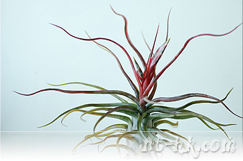 Streptophylla X Bulbosa