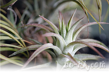 Ionantha Van Hyn.