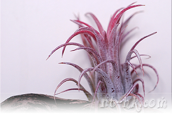Ionantha Tall Velvet