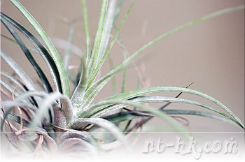 Ionantha x Schiedeana