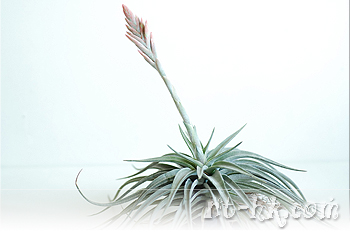 Didisticha