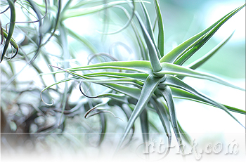 Paleacea Hybrid