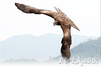 黑鳶