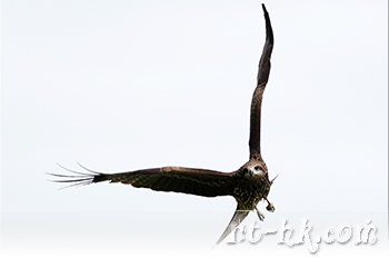 黑鳶