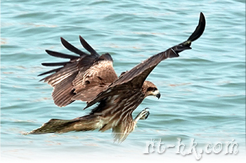 黑鳶