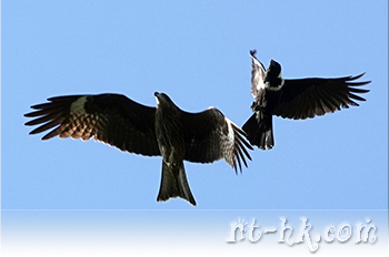 白頸鴉與黑鳶