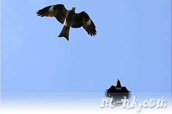 白頸鴉與黑鳶