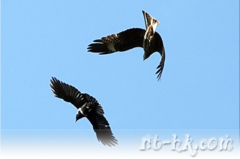 白頸鴉與黑鳶