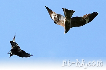 白頸鴉與黑鳶