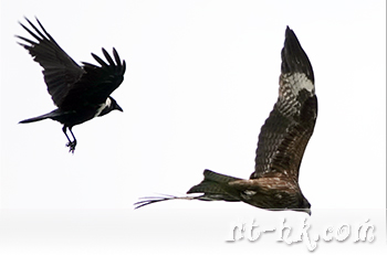 白頸鴉與黑鳶