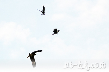 白頸鴉與黑鳶