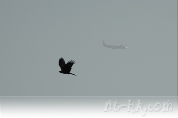 黑鳶